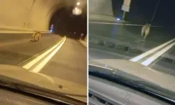 Tünelde ayı paniği: Dakikalarca aracın önünde koştu