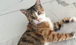 Samsun’da kaybolan “Abbey” isimli kedi aranıyor