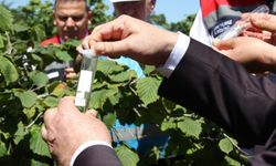 Fındığın kabusu için Samsun'da yeni dönem başladı!