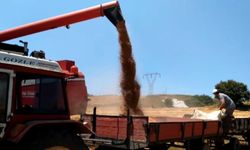 Bafra Ovası'nda hasat başladı!