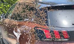 Ordu'da binlerce arı otomobili sardı! Sebebi şaşırttı