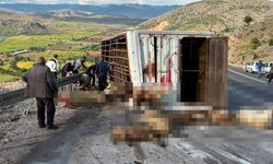 Canlı hayvan yüklü kamyon devrildi: 15 koyun telef oldu