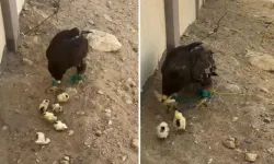 İnsan olan bunu nasıl yapar? Bu görüntüye büyük tepki var