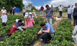 Samsun Dürtmen Yaylası'nda çilek bereketi