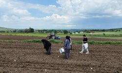 Samsun'da çiftçiye "satış garantisi" veren proje!
