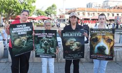 Samsun'da sokak hayvanları için ortak ses