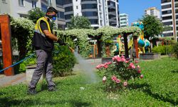 Samsun'da vektörle mücadele aralıksız sürüyor!
