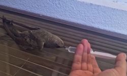 Sıcaktan bitkin düşen ebabil kuşunu şırıngayla verdiği su kurtardı