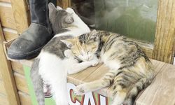 Samsun'da tekir kediler gölgede molada