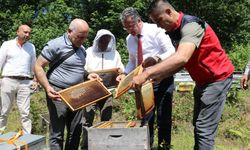 Samsun'un altın değerindeki lezzetinde hasat başladı!