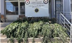 Samsun'da kenevir tarlasına şafak operasyonu!