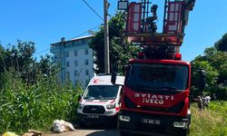 Rize'de ıhlamur toplamak isterken canından oldu