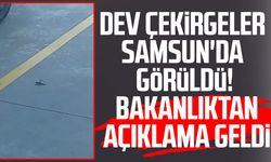 Dev çekirgeler Samsun'da görüldü! Bakanlıktan açıklama geldi