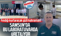 Fındığı kurtaracak gizli kahraman! Samsun'da bu laboratuvarda üretiliyor