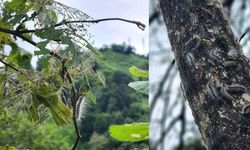 Karadeniz'de yeni tehlike! Ağaçları hızla kurutuyor