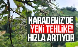 Karadeniz'de yeni tehlike! Hızla artıyor