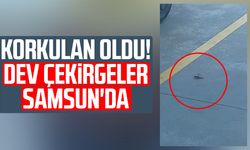 Korkulan oldu! Dev çekirgeler Samsun'da