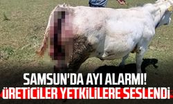 Samsun'da ayı alarmı! Üreticiler yetkililere seslendi