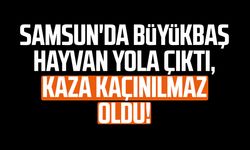 Samsun'da büyükbaş hayvan yola çıktı, kaza kaçınılmaz oldu!