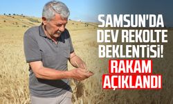 Samsun'da dev rekolte beklentisi! Rakam açıklandı