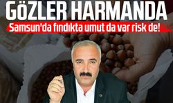 Samsun'da fındıkta umut da var risk de! Gözler harmanda