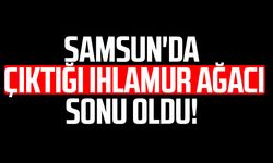 Samsun'da çıktığı ıhlamur ağacı sonu oldu!