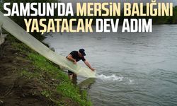 Samsun'da Mersin balığını yaşatacak dev adım