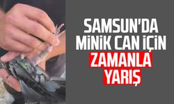 Samsun'da ipe dolanan güvercin kurtarıldı!
