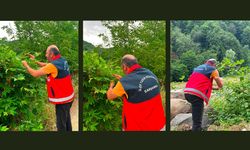 Samsun'da tarımın gizli kahramanı: Samuray arıcığı