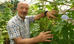 Samsun'dan üzüm üretiminde ezber bozacak proje
