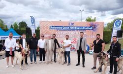 Samsunlu yetiştiriciler Türk çoban köpeklerini tanıttı