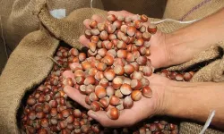 Fındık üreticisi bu rakamları konuşuyor! 18 Ağustos fiyatları