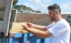 Samsun'da buğdayda 90 bin tonluk rekolte beklentisi