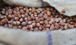 7 Ağustos Samsun fındık fiyatları!