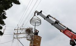 Samsun'da hem leylekleri hem elektriği koruyan proje