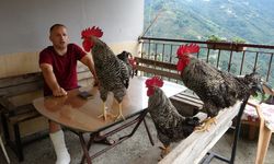 Trabzon’da komutla öten horozlar görenleri şaşırtıyor