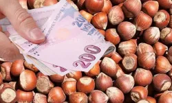 Bafra'da fındık işçisinin yevmiyesi belli oldu! İşte günlük ücret
