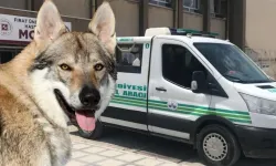 Kurt geldi sanıp karanlığa ateş etti! En yakınını vurdu