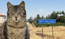 Bölgede alarm! Kedinin ısırdığı çocuk entübe edildi