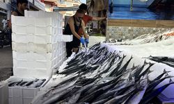 Samsun’da palamut bolluğu sevinci kısa sürebilir! Kritik uyarı geldi