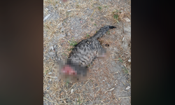 Kütahya’da kedi vahşeti! Başı ve ayakları kesik halde bulundu