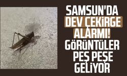 Samsun'da dev çekirgeleri gören telefona sarılıyor!