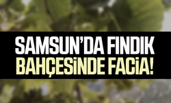 Samsun’da fındık bahçesinde facia! Dursun Şahin hayatını kaybetti