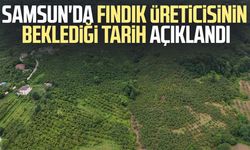 Samsun'da fındık üreticisinin beklediği tarih açıklandı