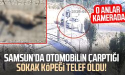 Samsun’da otomobilin çarptığı sokak köpeği telef oldu! O anlar kamerada