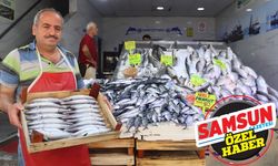 Samsun’da palamut sezonu başladı: Fiyatı 80 liraya kadar düştü!