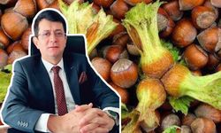 Samsun'da fındık üreticisinden kota isyanı! TMO'ya çağrı