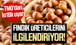 Samsun’da fındık üreticilerini ilgilendiriyor! TMO’dan kritik uyarı