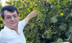 Terme Ziraat Odası Başkanı Ferda Ergün'den fındık fiyatı tepkisi: "Kabul edilemez"