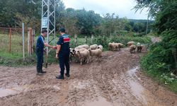 Samsun’da 17 küçükbaş kayboldu! Jandarma böyle buldu